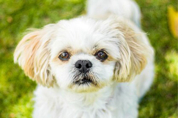 Hypoallergenic Dog – Maltese Hypoallergenic Dog - Maltese