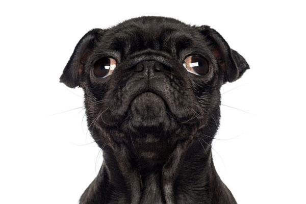 Hypoallergenic Dog – Pug Hypoallergenic Dog - Pug