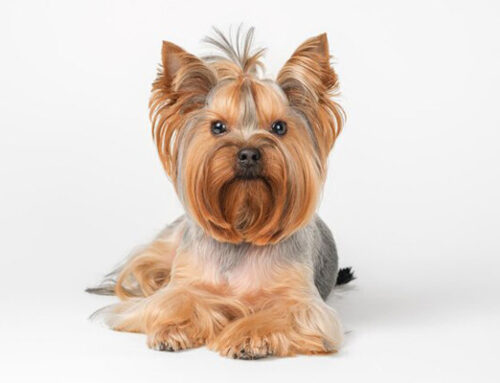 5 Low-Maintenance Hypoallergenic Dogs in Kenya