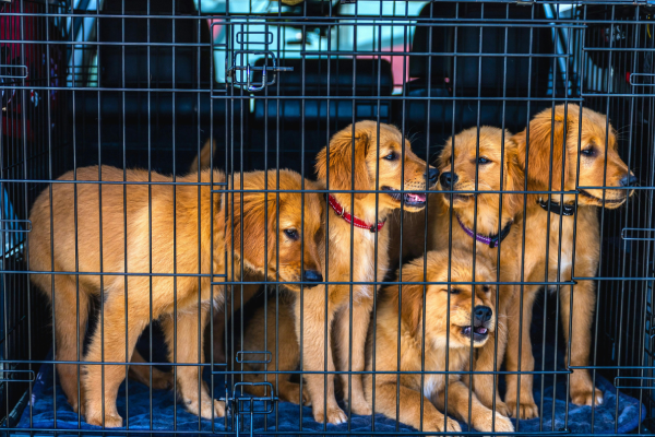 Door to Door Pet Transport