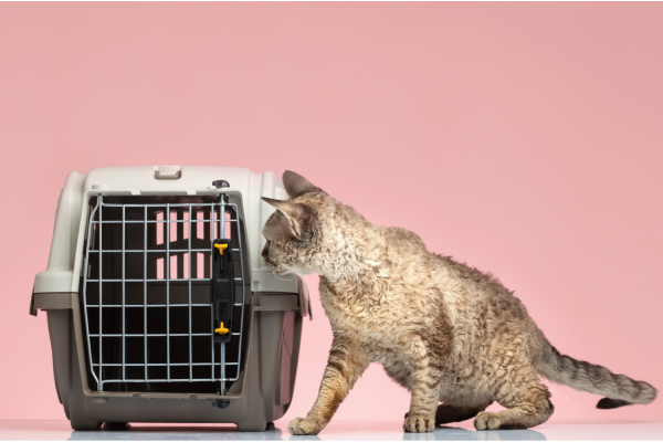 Beautiful Cat Relocated