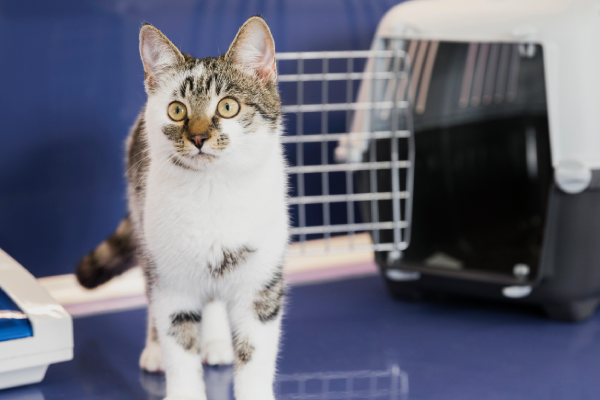 Beautiful Cat Boarding