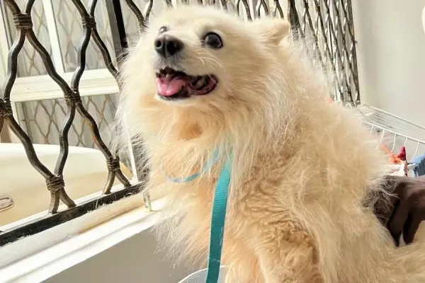 De-shedding treatment