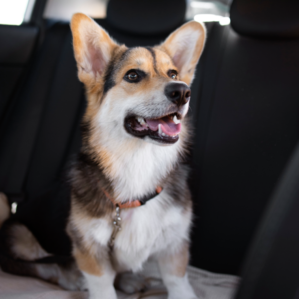 Pet Relocation Service